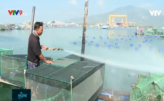 Bán tháo tôm hùm hay chờ giá?
