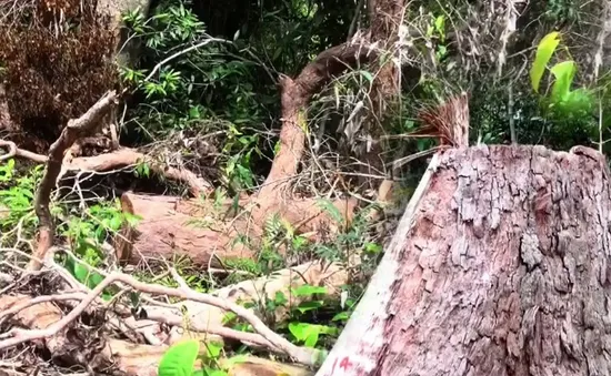 Kiểm tra, xử lý nghiêm các vụ phá rừng ở Phú Yên
