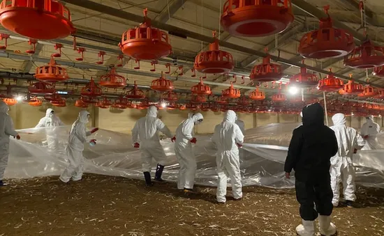 Hàn Quốc ghi nhận thêm trường hợp mắc cúm gia cầm độc lực cao