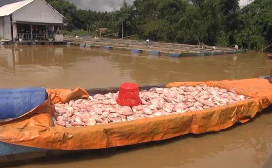 Hàng trăm tấn cá bè trên sông Đồng Nai chết trắng