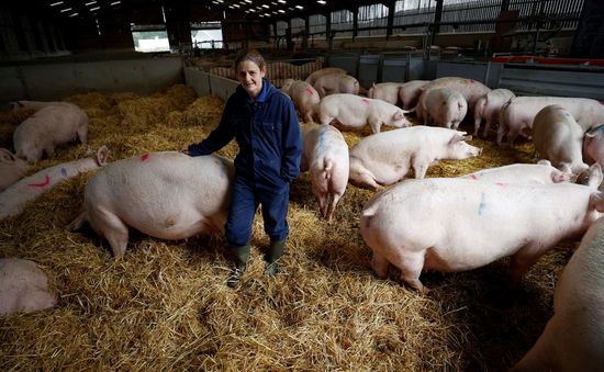 Ngành công nghiệp thịt lợn Anh đối diện nguy cơ sụp đổ
