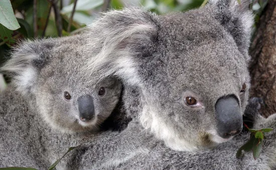 Tiêm vaccine ngừa bệnh lây qua đường tình dục chlamydia để kéo dài sự sống cho koala