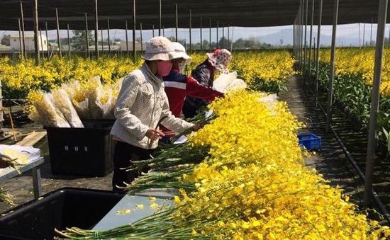 Giá rau, hoa Đà Lạt tăng mạnh trở lại