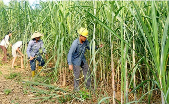 Áp dụng các biện pháp phòng vệ thương mại với đường nhập khẩu