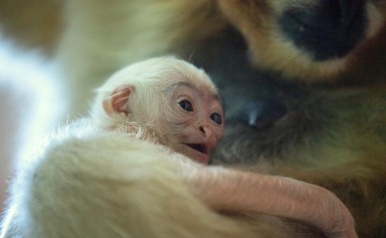 Vượn đen má trắng quý hiếm ra đời tại vườn thú Ba Lan