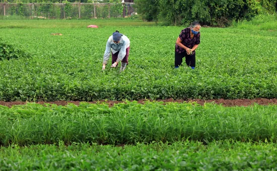 Tăng cường kiểm soát vùng trồng, nông sản giữ vững thị trường xuất khẩu