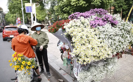 Cúc họa mi nhuộm trắng góc phố Hà Nội, báo hiệu mùa đông về