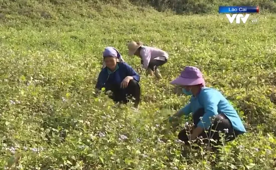 Nỗ lực xóa lõi nghèo ở Lào Cai