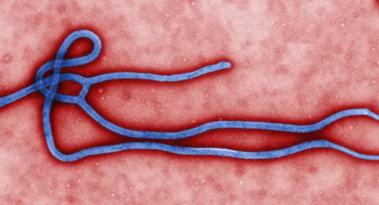 Dịch bệnh Ebola quay trở lại Tây Phi sau 5 năm vắng bóng