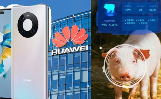 Smartphone bết bát, Huawei chuyển hướng… nuôi lợn bằng AI