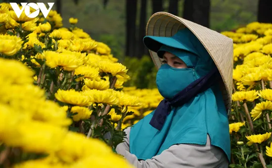 Người trồng hoa, bán hoa như “ngồi trên đống lửa” vì lo ế hàng dịp Tết