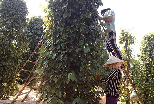 Giá tiêu “nóng” lên từng ngày, gây khó cho xuất khẩu