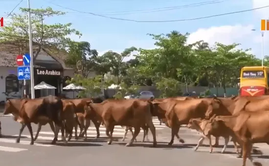 Chuyện lạ giữa phố: Người tham gia giao thông "nhường" đường cho... bò