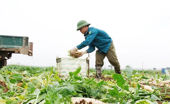 Giải cứu nông sản: Cần giải pháp thiết thực