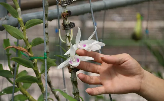 Ngành Thuế khó xác minh các giao dịch “lan đột biến”