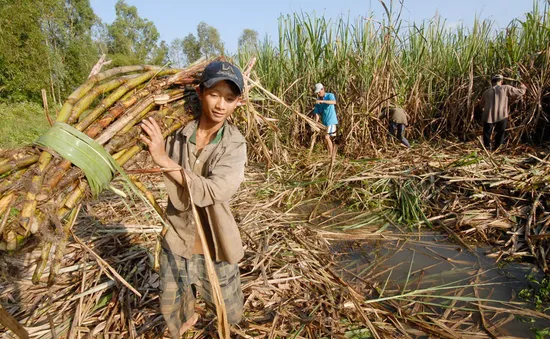 Bộ Công Thương tiếp nhận hồ sơ yêu cầu điều tra đường mía Thái Lan lẩn tránh thuế