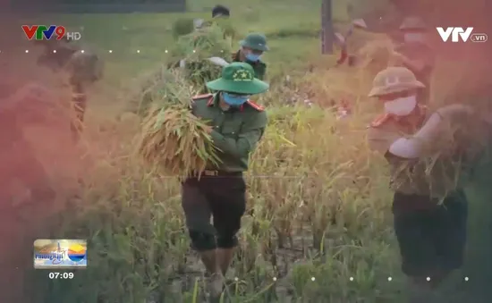 Công an gặt lúa giúp dân vì phải cách ly do Covid-19