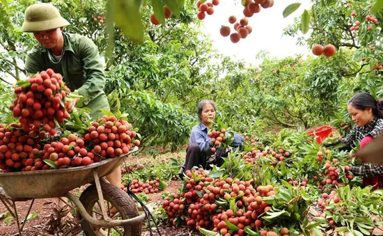 Phó Thủ tướng chỉ đạo hỗ trợ tiêu thụ nông sản tỉnh Bắc Giang