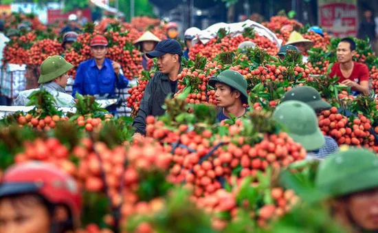 Siêu thị tăng bán vải thiều