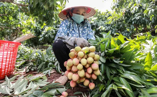 Có hay không chuyện thương lái ép giá thu mua 2.000/kg vải thiều Lục Ngạn?