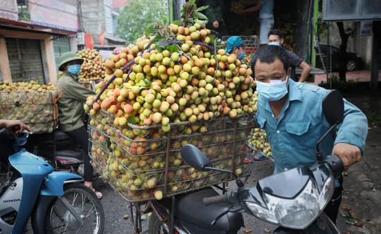 Đẩy mạnh tiêu thụ vải thiều trên cả nước