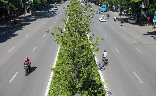 Hà Nội đánh chuyển hàng phong lá đỏ