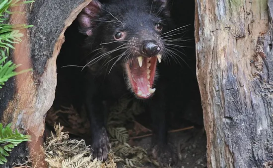 Thú ăn thịt quỷ Tasmania tàn sát hàng nghìn con chim cánh cụt trên đảo Australia