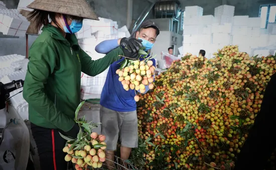 Bắc Giang thành công trong tiêu thụ vải thiều bất chấp COVID-19