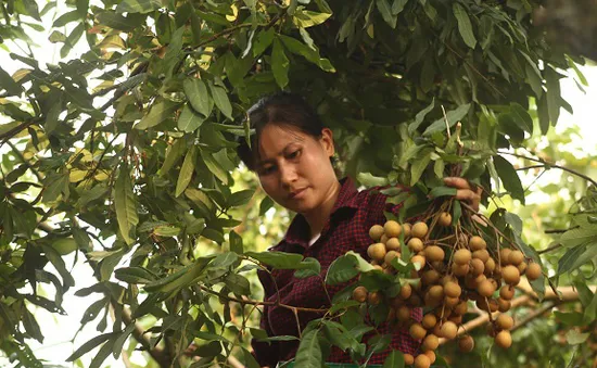 Nhãn chín sớm Hưng Yên mất mùa, giá bán tăng vọt