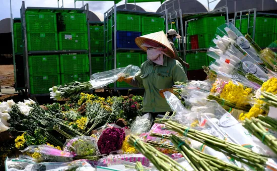 Hàng vạn cành hoa Đà Lạt buộc phải tiêu hủy