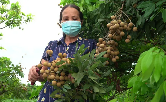 Hợp tác xã đầu tiên tại Hưng Yên xuất khẩu nhãn sang EU