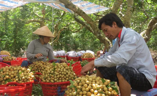 Gỡ vướng tiêu thụ nông sản cho khu vực phía Nam