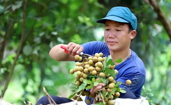 Cấp chứng nhận đăng ký nhãn hiệu “Nhãn Sơn La”