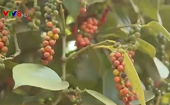 Tây Nguyên: Giá hồ tiêu tăng liên tục