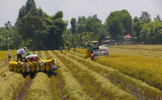 Đáp ứng đủ, kịp thời vốn cho thu mua tạm trữ thóc, gạo