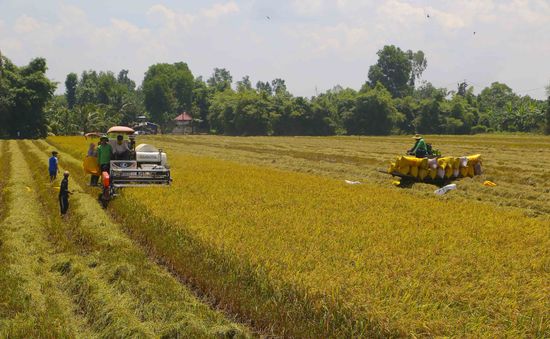 Khơi thông ách tắc thu mua, tiêu thụ lúa gạo