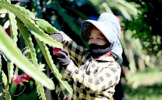 Sơn La xuất khẩu 10 tấn thanh long ruột đỏ sang Nga