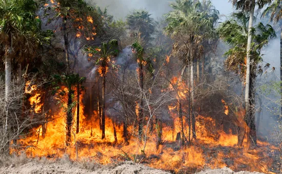 Cháy rừng trong điều kiện khô nóng, gió thổi mạnh diễn ra trên khắp Paraguay