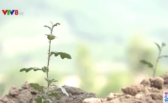 Gia Lai triển khai Đề án bảo tồn và phát triển cây dược liệu