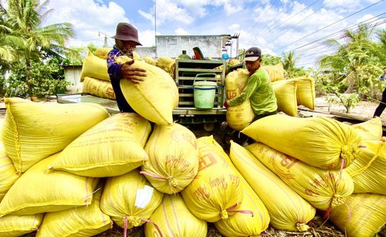 Tăng hạn mức cho vay, đảm bảo đủ vốn cho thu mua lúa gạo