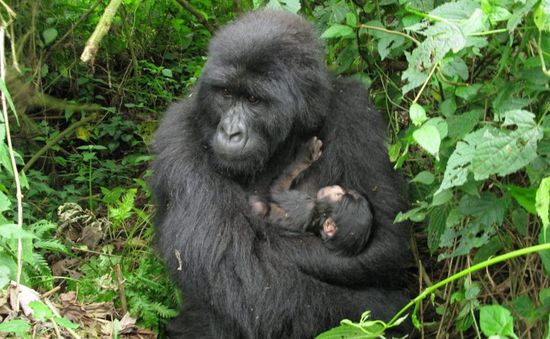 Gorilla núi quý hiếm được sinh ra tại vườn quốc gia Virunga của Congo