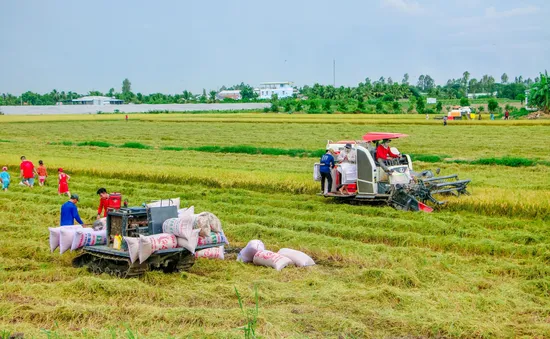 Doanh nghiệp gặp khó trong việc tăng thu mua lúa cho dân