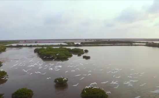 Về đâu những cánh chim trời: Chim hoang dã đã "bay" đi đâu?