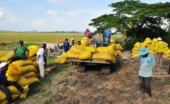 Doanh nghiệp cạn vốn mua lúa vụ Thu Đông