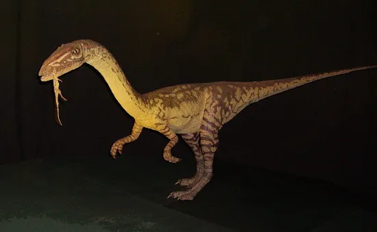 Chiếc đuôi dài giúp khủng long hai chân Coelophysis... chạy nhanh hơn