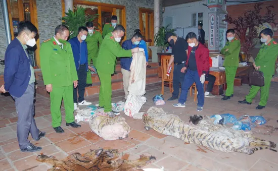 Bắt quả tang vụ giết mổ hổ tại nhà Chủ tịch xã