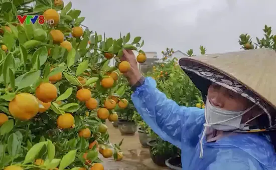 Người trồng hoa ở Đà Nẵng, Hội An lo "mất Tết"