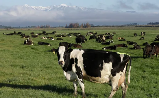 New Zealand đề xuất đánh thuế ợ hơi từ bò, cừu để hạn chế khí thải