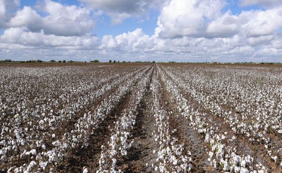 Hạn hán đe dọa vụ mùa bông tồi tệ nhất ở bang Texas trong 30 năm qua