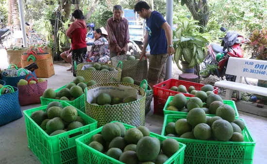 Lô bưởi đầu tiên sắp xuất khẩu sang Mỹ